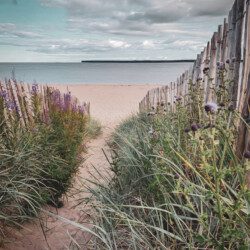 Walkway through the seagrass to broughty ferry beach
